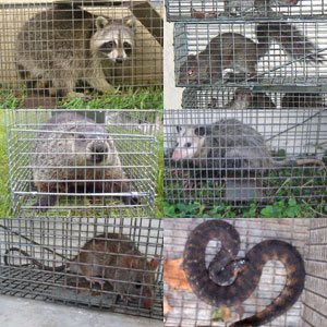 Humane removal of wild animals in Connecticut