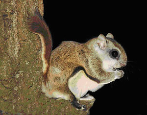 Flying Squirrel