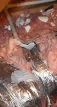 Attic damage from wildlife