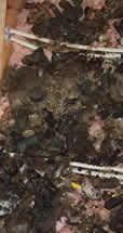 Raccoon feces in attic