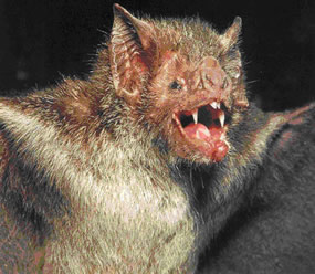 Bats carry disease and parasites