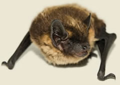 Bio-Tech Bat Removal, Serving Connecticut
