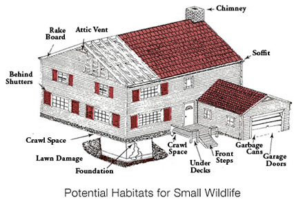 Potential habitats for small wildlife is a problem for homeowners