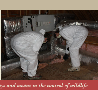 American Bio-Tech Bat and Wildlife Control
