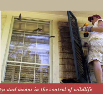 American Bio-Tech Bat and Wildlife Control in Connecticut