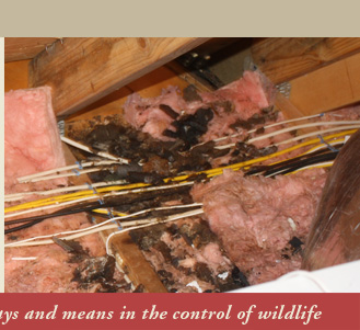 American Bio-Tech Bat and Wildlife Control in Connecticut