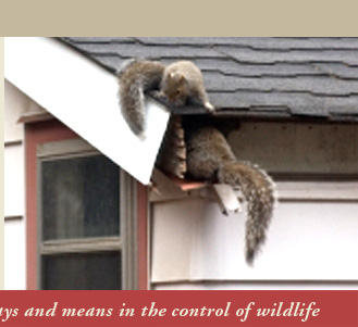 American Bio-Tech Bat and Wildlife Control in Connecticut