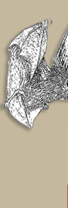 Bat and Wildlife Removal in Connecticut
