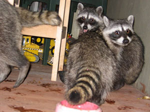 Raccoons in the home can cause great damage
