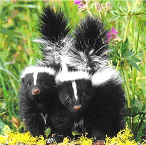 Skunks