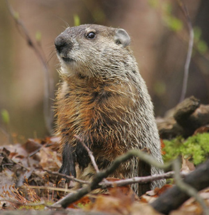 Woodchuck Removal